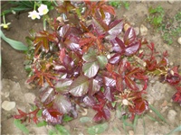 76f68ff1-Picture 3936.jpg
